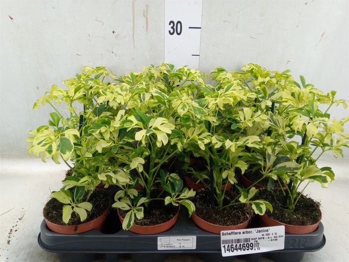 <h4>Schefflera arbor. 'Janine'</h4>