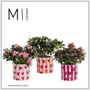 Azalea 13 cm mix in Noura - Fun World