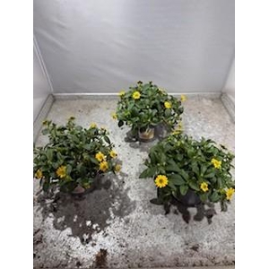 SANVITALIA SPECIOSA p10