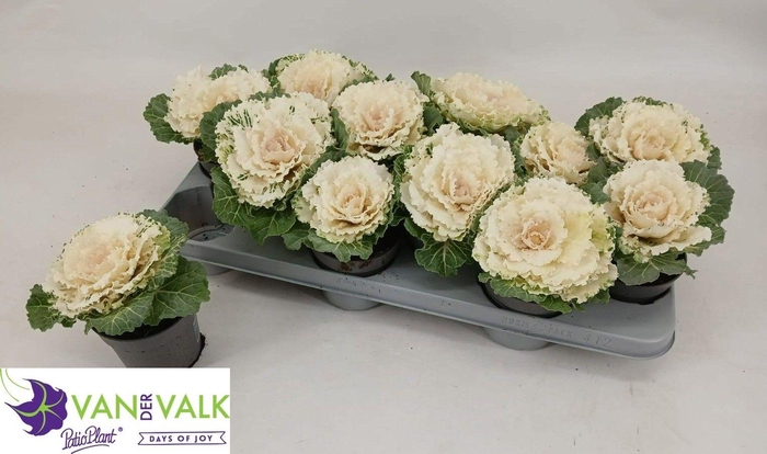 <h4>BRASSICA (SIERKOOL)</h4>