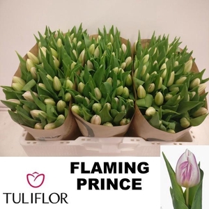 TU EN FLAMING PRINCE