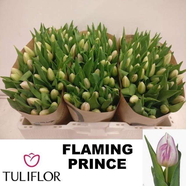 <h4>TU EN FLAMING PRINCE</h4>