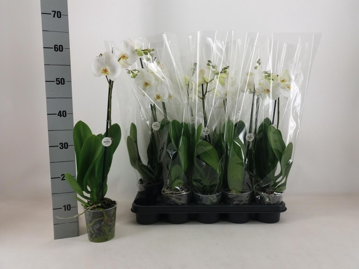 <h4>PHAL OV WIT</h4>