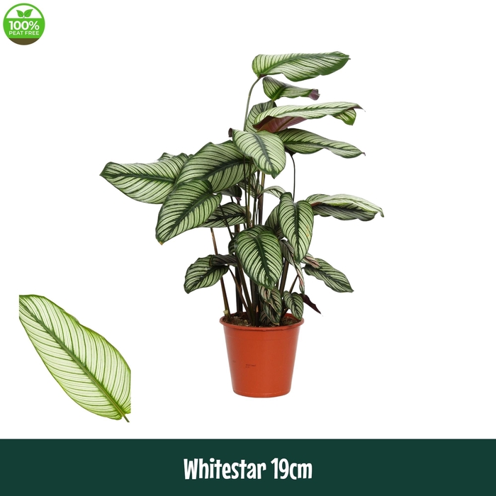 <h4>Calathea 19cm Whitestar - Living</h4>