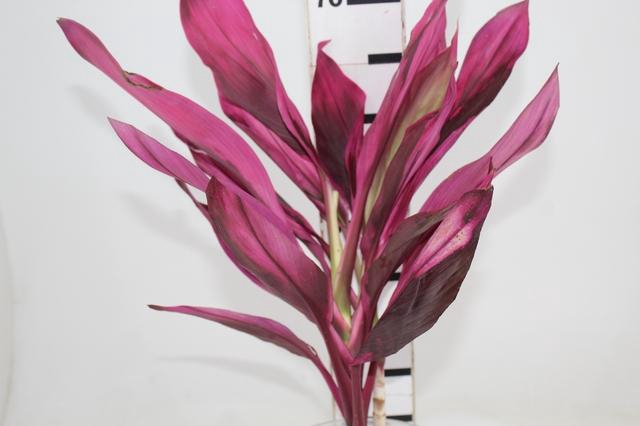 <h4>FOLHAGEM DRACENA PINK</h4>