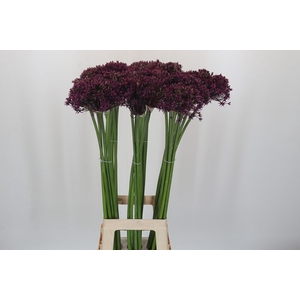 Allium Cherry