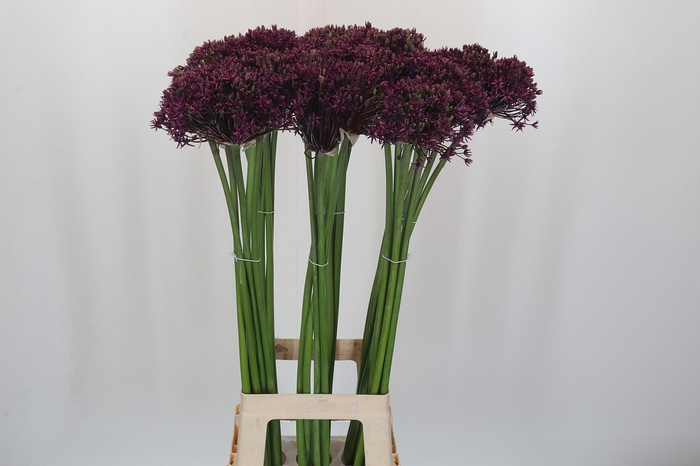 Allium Cherry