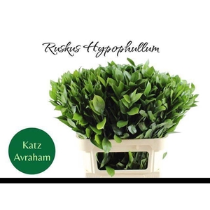 RUSCUS HYPOPHYLLUM