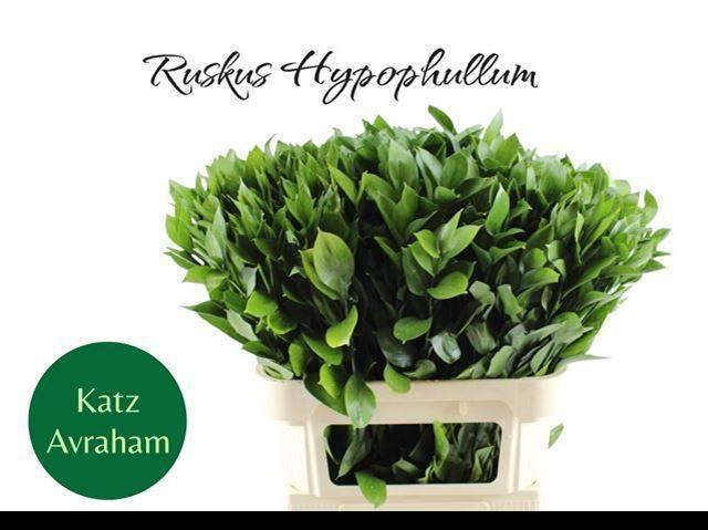 <h4>RUSCUS HYPOPHYLLUM</h4>