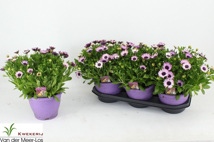 <h4>OSTEO SENORI TANJA</h4>