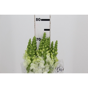 BOCA DE LEAO MONACO WHITE 080 CM