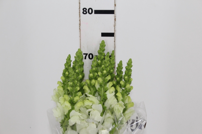 <h4>BOCA DE LEAO MONACO WHITE 080 CM</h4>
