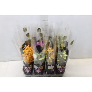 DENDROBIUM NOBILY P09 PREMIUM