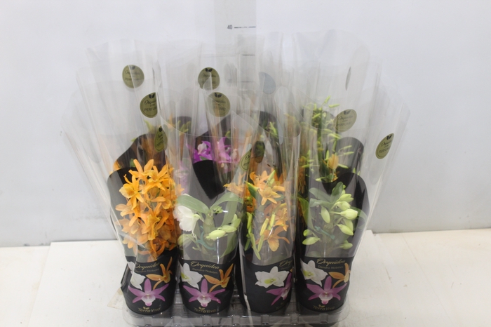 <h4>DENDROBIUM NOBILY P09 PREMIUM</h4>