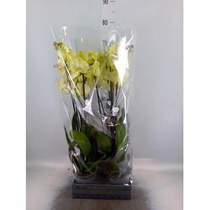Phalaenopsis  'Golden Coin'