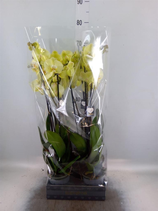 <h4>Phalaenopsis  'Golden Coin'</h4>