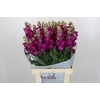 Matthiola Iron Rose