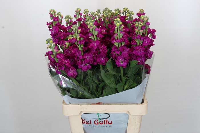 Matthiola Iron Rose