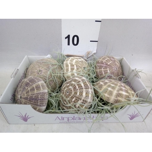 Arr.  Tillandsia L%