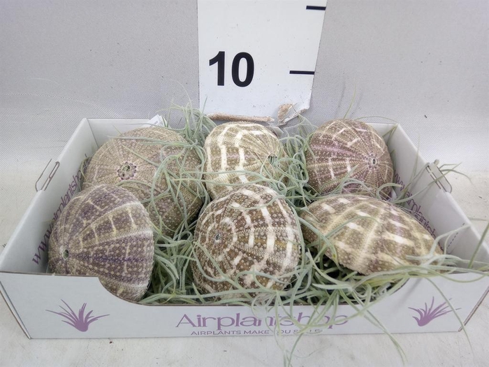<h4>Arr.  Tillandsia L%</h4>