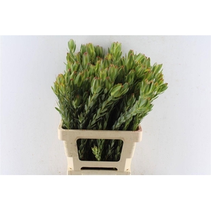 LEUCAD PROCERUM