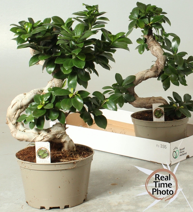 <h4>FIC MI GINSENG</h4>