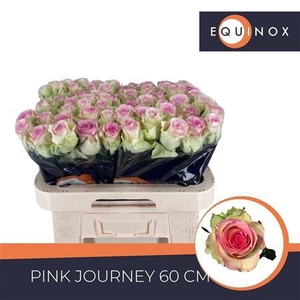 R Gr Pink Journey