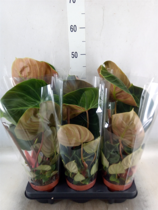 <h4>Philodendron   ...</h4>