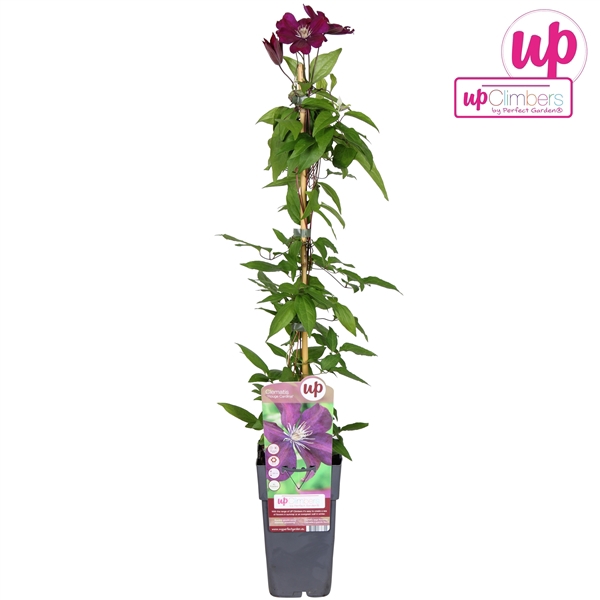 <h4>Clematis Rouge Cardinal P15</h4>