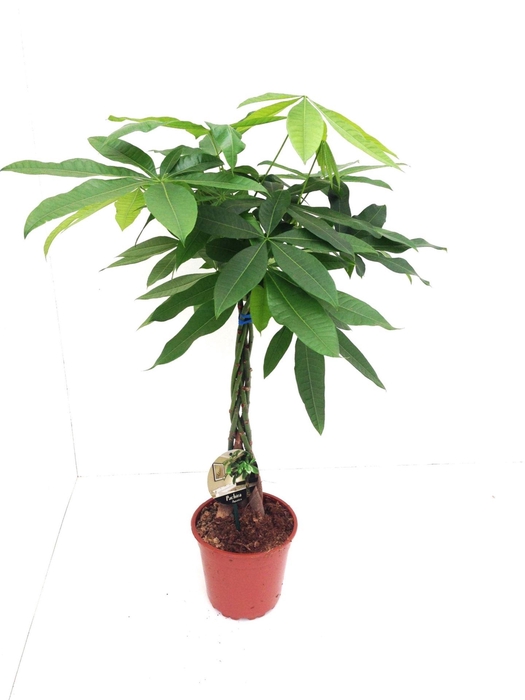 <h4>Pachira aquatica</h4>