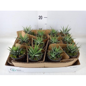 Arr.   Kamerplant Groen L%