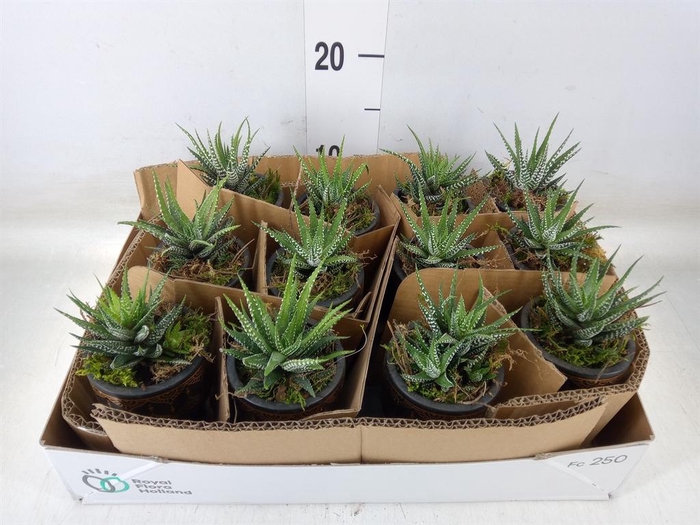 <h4>Arr.   Kamerplant Groen L%</h4>