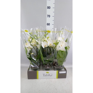 Phalaenopsis   ...white