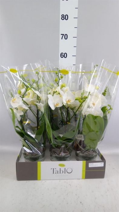 <h4>Phalaenopsis   ...white</h4>