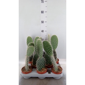 Opuntia