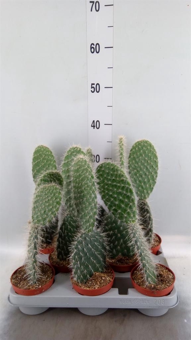<h4>Opuntia</h4>
