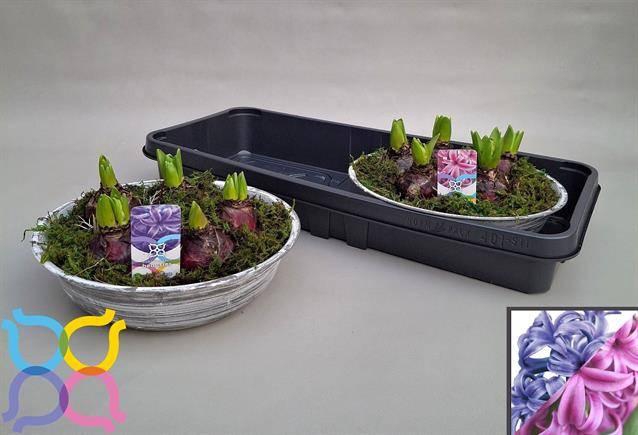 <h4>ARR HYACINTH</h4>