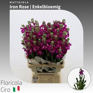 Matthiola Iron Rose Enkelbloemig
