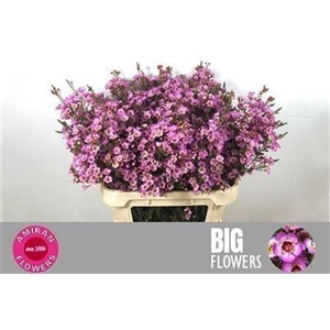 Chamelaucium Adi Pink