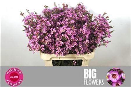 <h4>Chamelaucium Adi Pink</h4>