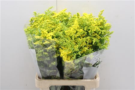 SOLIDAGO GOLDEN GLORY