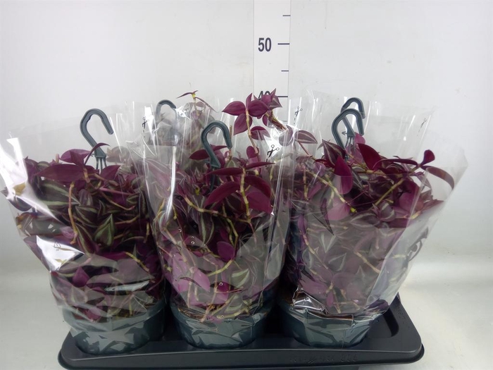 <h4>Tradescantia   ...</h4>