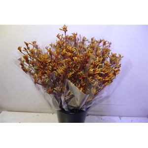 Anigoz Orange Velvet X5