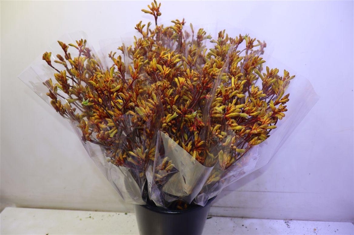 <h4>Anigoz Orange Velvet X5</h4>