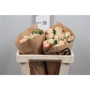 R Tr Gentle Trendsetter