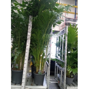 Dypsis lutescens   ...Chrysalidoca