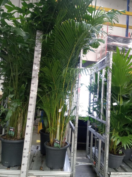 <h4>Dypsis lutescens   ...Chrysalidoca</h4>