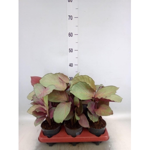 Calathea   ...