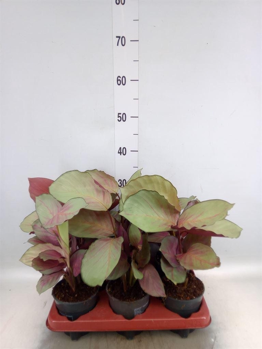 <h4>Calathea   ...</h4>