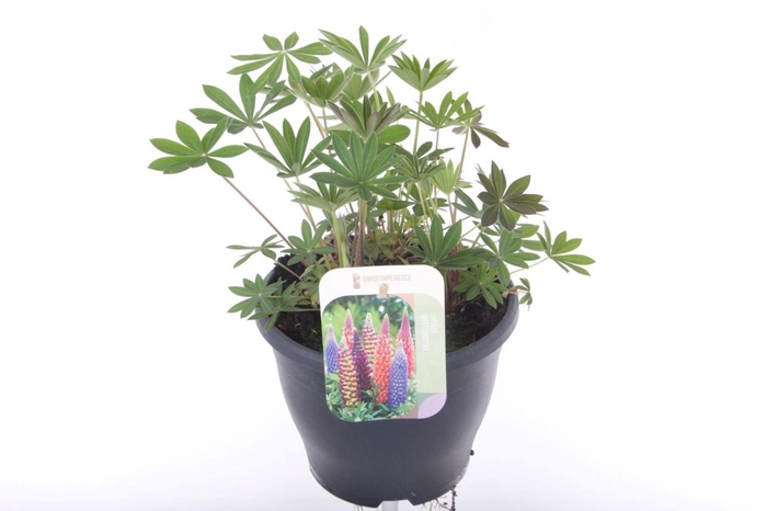 Lupinus Gallery Blue